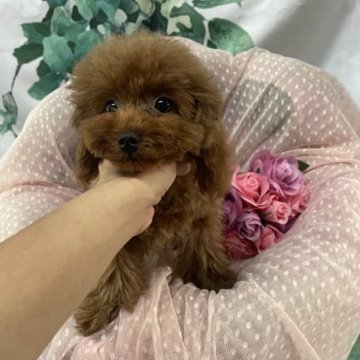 トイプードル(タイニー)【大阪府・男の子・2023年6月15日・レッド】の写真「パパは遺伝子検査3項目クリアーのティーカップです！」