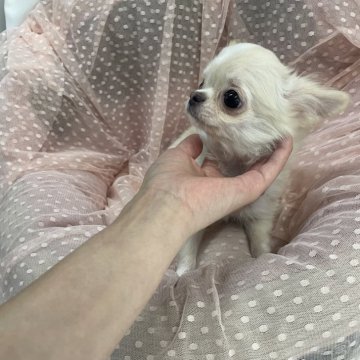 チワワ(ロング)【大阪府・男の子・2023年12月12日・クリームアンドホワイト】の写真「フワフワ❤️コロコロのハンサム君！」