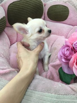 チワワ(ロング)【大阪府・女の子・2019年7月21日・クリームアンドホワイト】の写真「パパはチャンピオンです！」