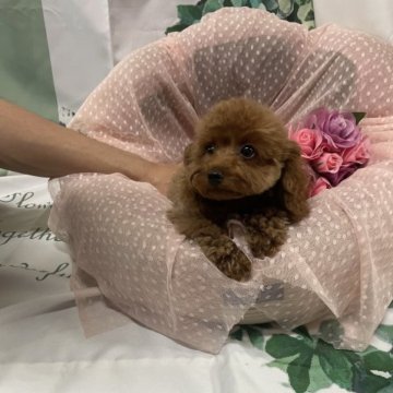 トイプードル(タイニー)【大阪府・男の子・2023年6月15日・レッド】の写真「パパは遺伝子検査3項目クリアのティーカップです！」