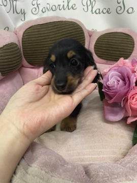 ミニチュアダックスフンド(ロング)【大阪府・女の子・2022年2月21日・ブラックタン】の写真「両親チャンピオンです！」