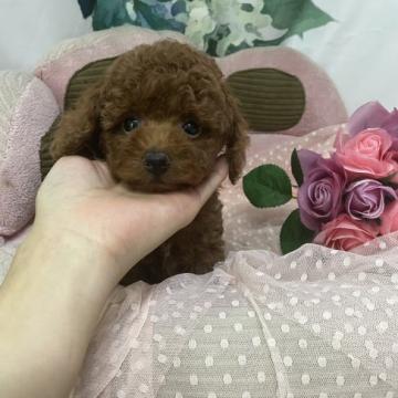 トイプードル(トイ)【大阪府・女の子・2022年5月21日・レッド】の写真「濃ゆいレッドの甘えた姫❤️」