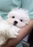 マルチーズ【大阪府・女の子・2016年3月11日・ホワイト】の写真1