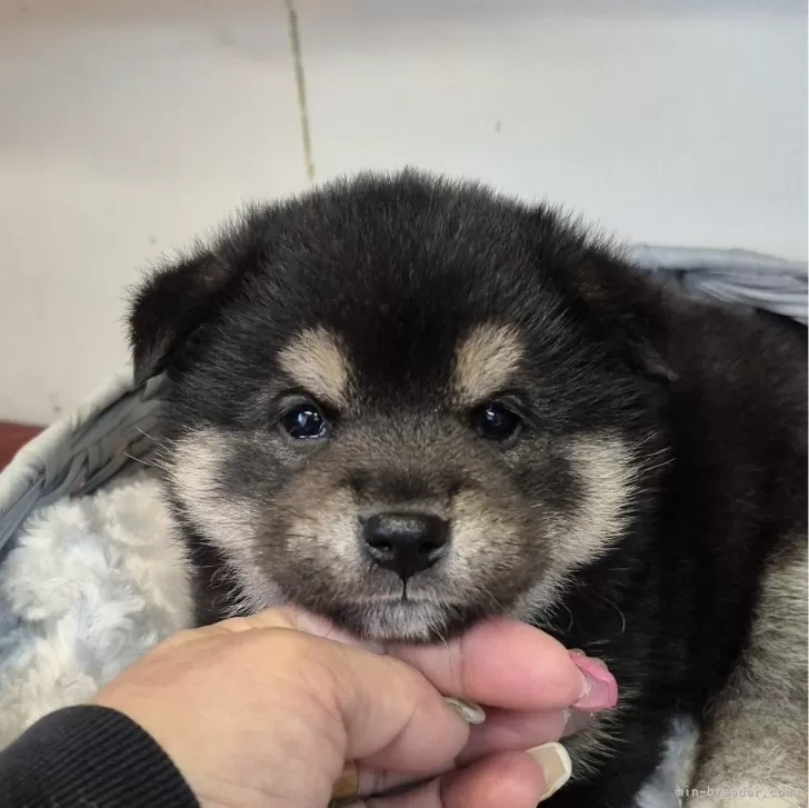 ID:2503-07885の子犬