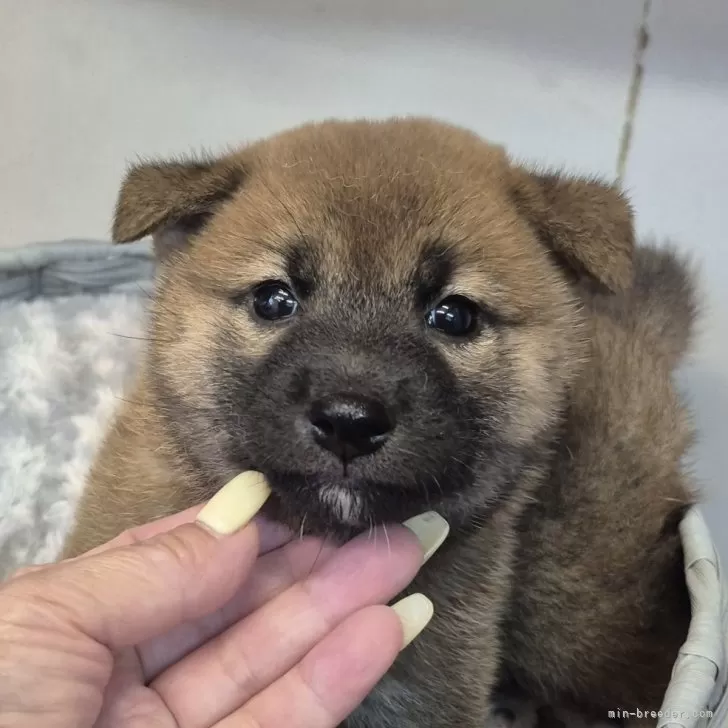 ID:2507-07528の子犬