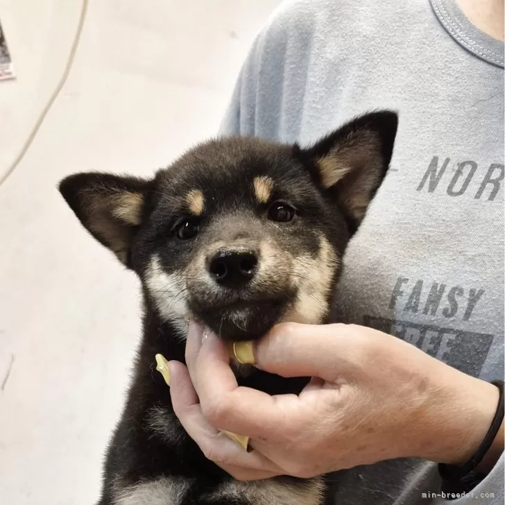 Y.S 様のお迎えした子犬