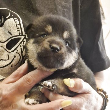 柴犬(標準サイズ)【富山県・女の子・2025年4月30日・黒】の写真「配色の綺麗な可愛い黒の女の子💕」