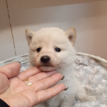 柴犬(標準サイズ)【富山県・男の子・2024年12月10日・白】の写真「小振りで可愛い白の男の子👦」