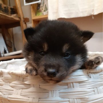 柴犬(標準サイズ)【富山県・女の子・2024年12月20日・黒】の写真「小振りで綺麗な配色の黒の女の子🎀♀」