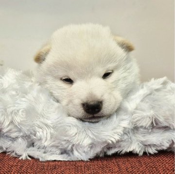 柴犬(標準サイズ)【富山県・男の子・2025年7月2日・白】の写真「可愛いお顔の真白くん♂️」