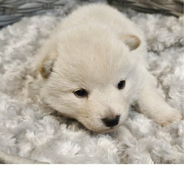 柴犬(標準サイズ)【富山県・男の子・2025年11月10日・白】の写真「綺麗な白の男の子🤴」