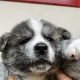 秋田犬