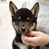柴犬(標準サイズ)
