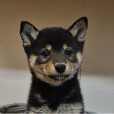 柴犬(標準サイズ)