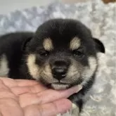柴犬(標準サイズ)