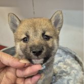 柴犬(標準サイズ)