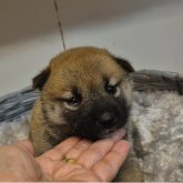 柴犬(標準サイズ)