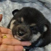 柴犬(標準サイズ)