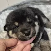 柴犬(標準サイズ)