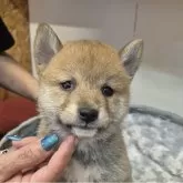 柴犬(標準サイズ)