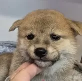 柴犬(標準サイズ)