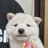 柴犬(標準サイズ)