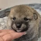 柴犬(標準サイズ)