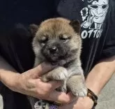 柴犬(標準サイズ)【富山県・女の子・2025年6月5日・赤】の写真2