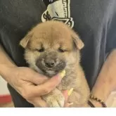 柴犬(標準サイズ)【富山県・女の子・2025年4月11日・赤】の写真2