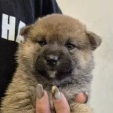 柴犬(標準サイズ)【富山県・男の子・2025年5月11日・赤】の写真2