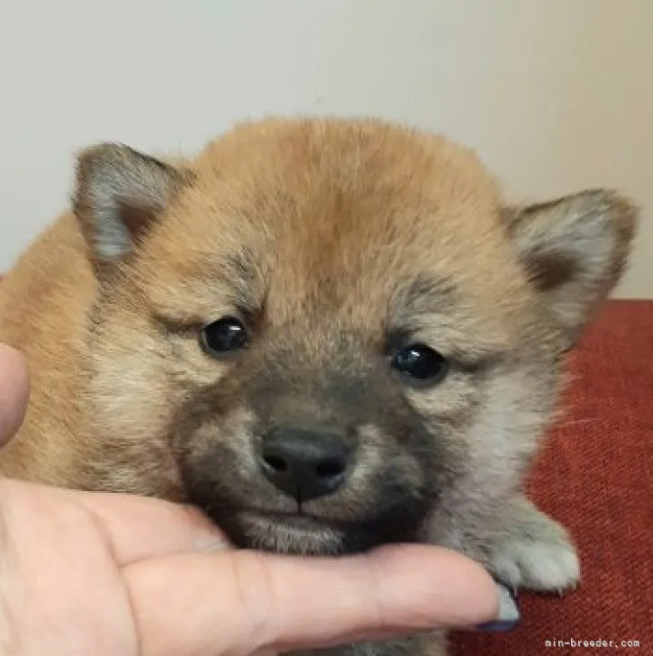 ID:2302-04294の子犬