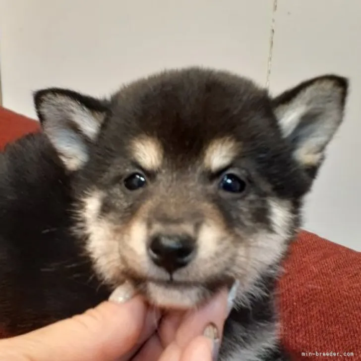 山ちゃん 様のお迎えした子犬