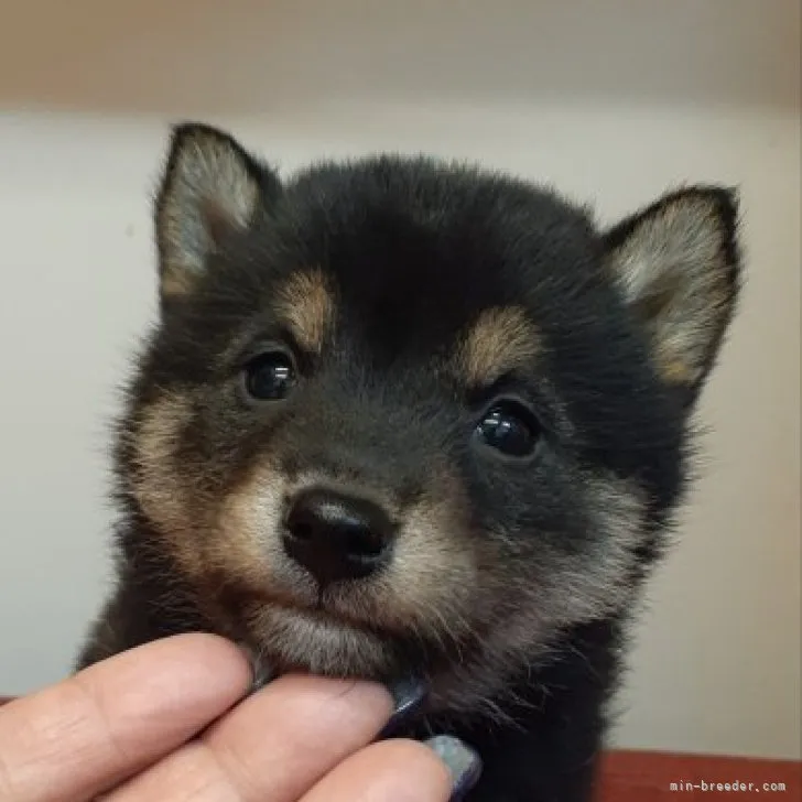 ID：2302-04291の子犬