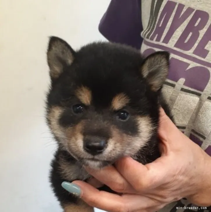 ID：2306-00650の子犬