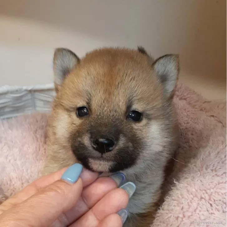 ID:2402-05641の子犬