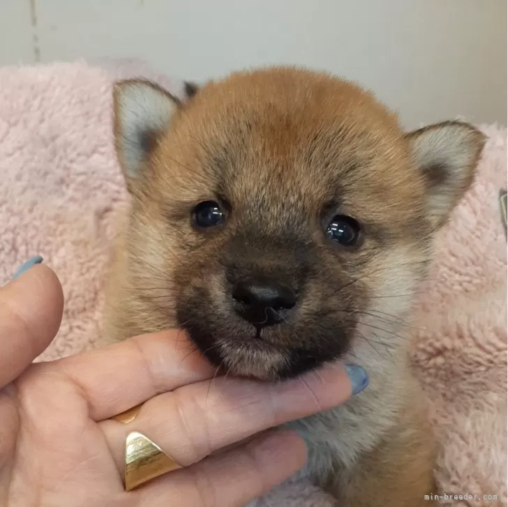 柴犬(標準サイズ)【富山県・男の子・2024年1月22日・赤】の写真1