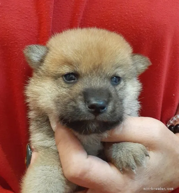 ID：2110-03928の子犬