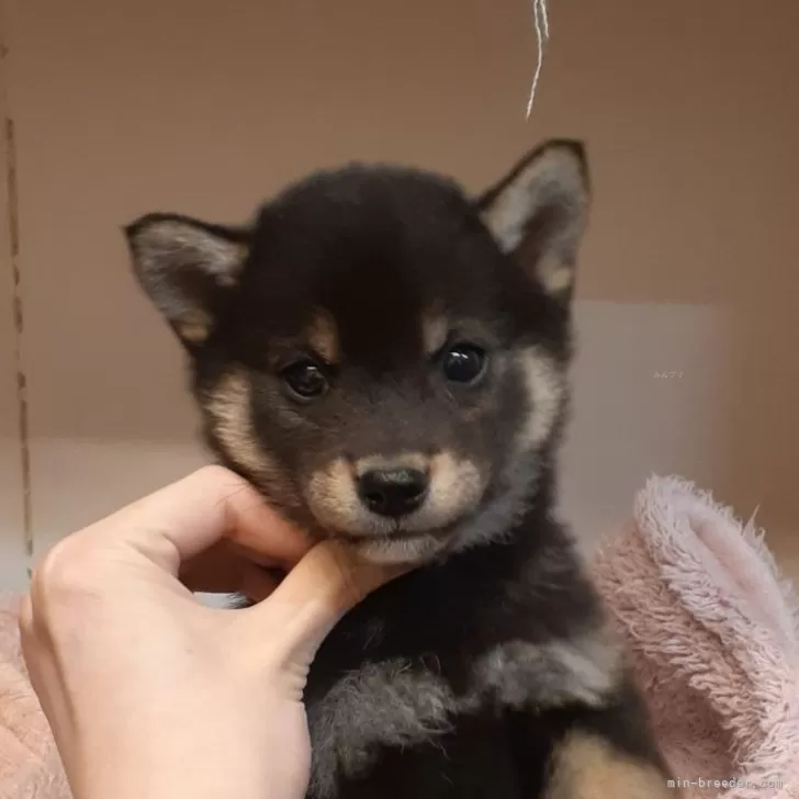 カユウ 様のお迎えした子犬