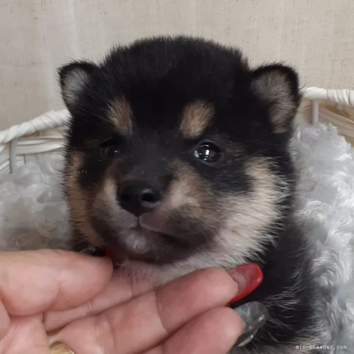 ID:2409-05723の子犬