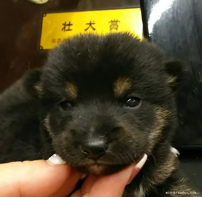 ID:1908-02931の子犬