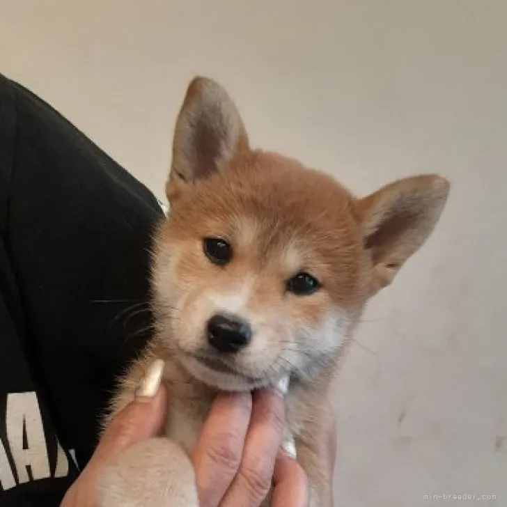 ID:2306-03006の子犬