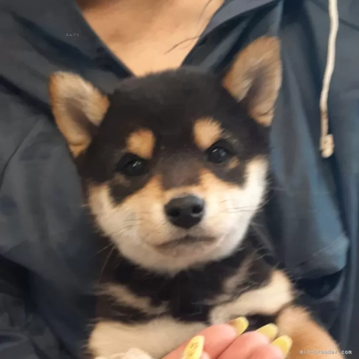 ID：2404-02837の子犬