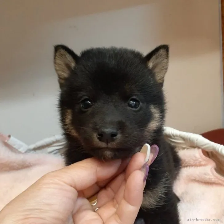 ID:2310-06237の子犬