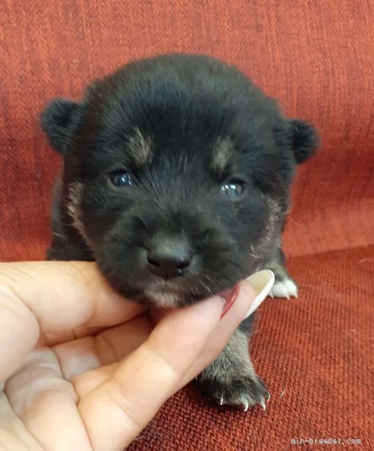 ID：2107-02247の子犬