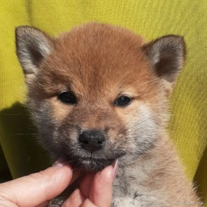 ID：2304-00152の子犬