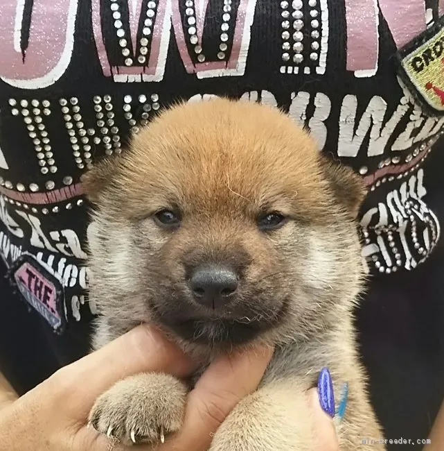 ID：1907-02917の子犬