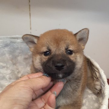 柴犬(標準サイズ)【富山県・女の子・2024年8月21日・赤】の写真「きれいな顔立ちの女の子🎀♀」