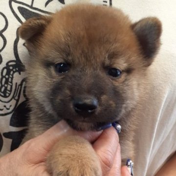 柴犬(標準サイズ)【富山県・男の子・2023年8月29日・赤】の写真「最高血統の男の子❗」