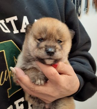 四国犬【富山県・男の子・2022年1月13日・胡麻】の写真「珍しい四国犬の男の子🎵」