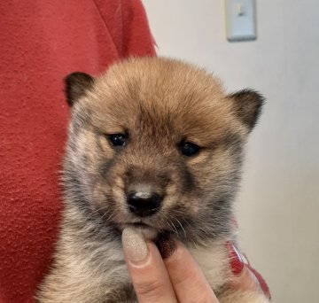 四国犬【富山県・女の子・2022年1月13日・胡麻】の写真「珍しい四国犬の女の子♪」